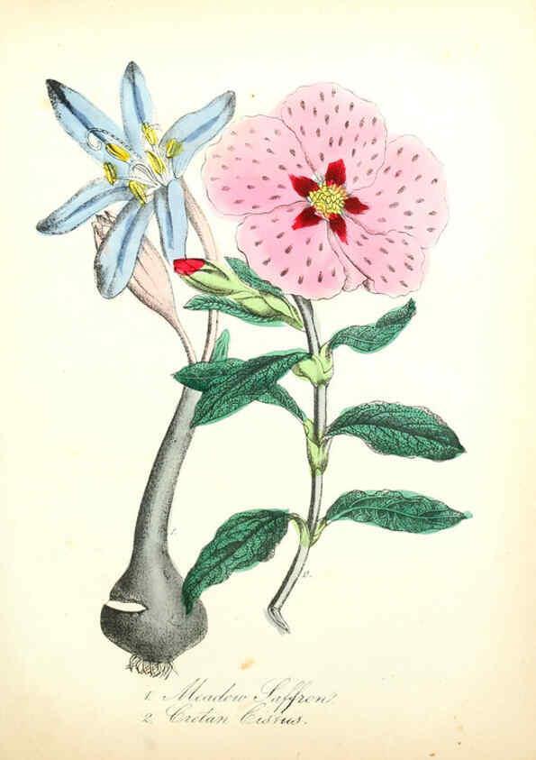 Reproducción/Reproduction 6021780191: The American flora. v.1 New York :Hull & Spencer,1855