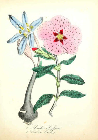 Reproducción/Reproduction 6021780191: The American flora. v.1 New York :Hull & Spencer,1855