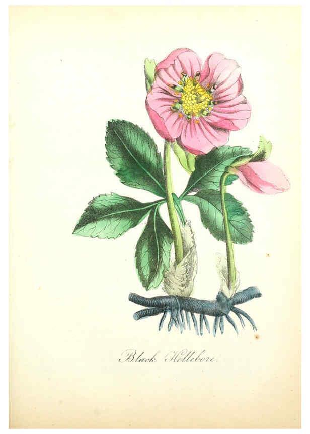 Reproducción/Reproduction 6022327878: The American flora. v.1 New York :Hull & Spencer,1855