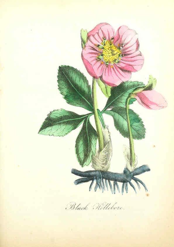 Reproducción/Reproduction 6022327878: The American flora. v.1 New York :Hull & Spencer,1855