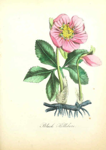 Reproducción/Reproduction 6022327878: The American flora. v.1 New York :Hull & Spencer,1855