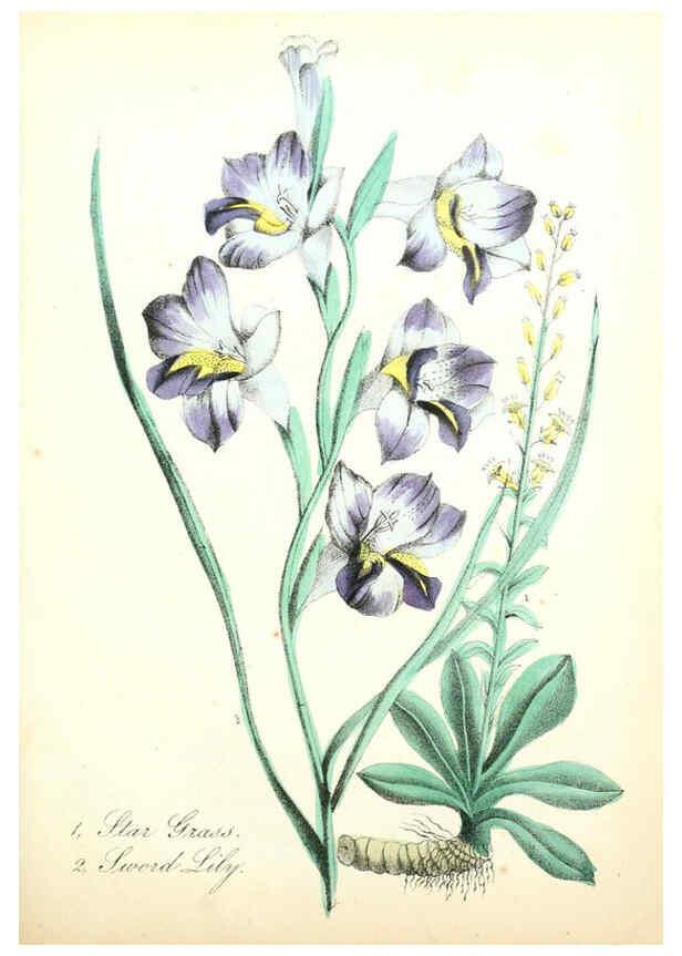 Reproducción/Reproduction 6022327120: The American flora. v.1 New York :Hull & Spencer,1855