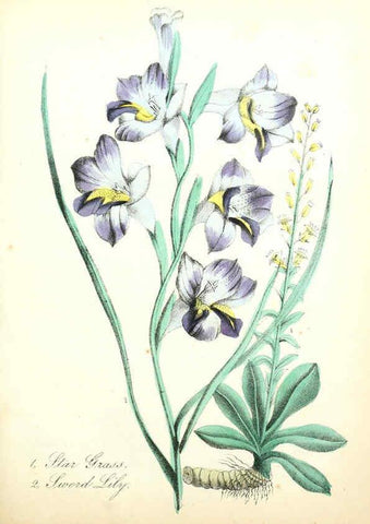 Reproducción/Reproduction 6022327120: The American flora. v.1 New York :Hull & Spencer,1855