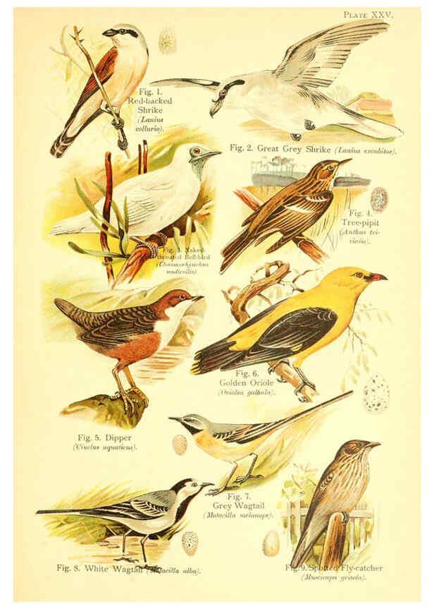 Reproducción/Reproduction 6021713385: A book of birds London,Sidney Appleton,1908