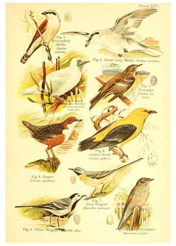 Reproducción/Reproduction 6021713385: A book of birds London,Sidney Appleton,1908