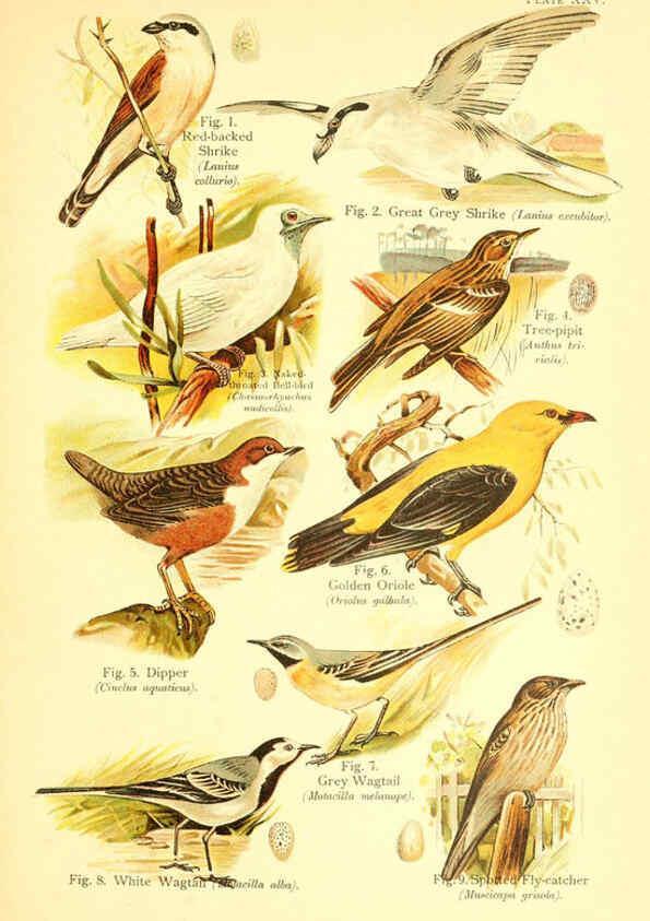 Reproducción/Reproduction 6021713385: A book of birds London,Sidney Appleton,1908