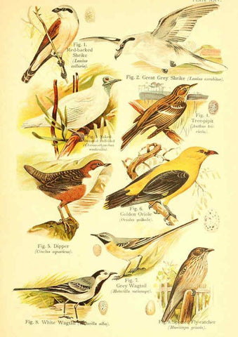 Reproducción/Reproduction 6021713385: A book of birds London,Sidney Appleton,1908