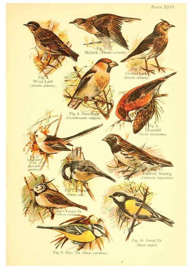 Reproducción/Reproduction 6021713731: A book of birds London,Sidney Appleton,1908
