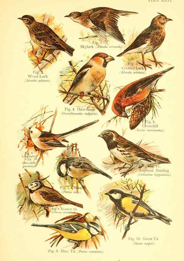 Reproducción/Reproduction 6021713731: A book of birds London,Sidney Appleton,1908