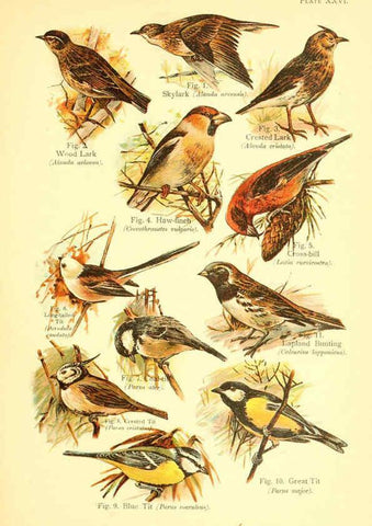 Reproducción/Reproduction 6021713731: A book of birds London,Sidney Appleton,1908
