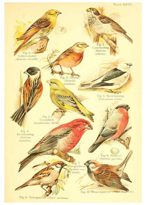 Reproducción/Reproduction 6022270010: A book of birds London,Sidney Appleton,1908