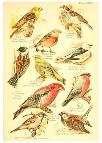 Reproducción/Reproduction 6022270010: A book of birds London,Sidney Appleton,1908