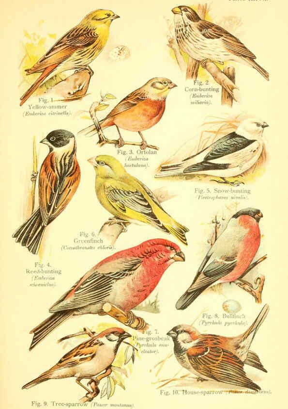 Reproducción/Reproduction 6022270010: A book of birds London,Sidney Appleton,1908