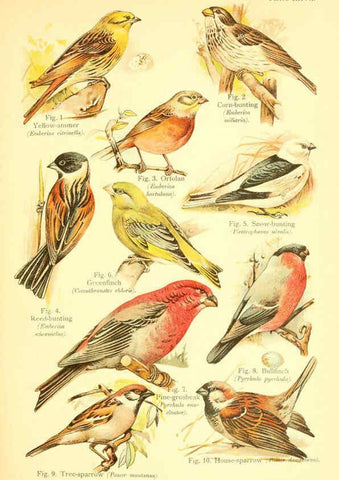 Reproducción/Reproduction 6022270010: A book of birds London,Sidney Appleton,1908