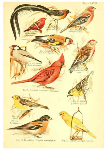 Reproducción/Reproduction 6021714589: A book of birds London,Sidney Appleton,1908