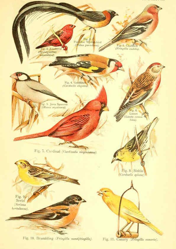 Reproducción/Reproduction 6021714589: A book of birds London,Sidney Appleton,1908