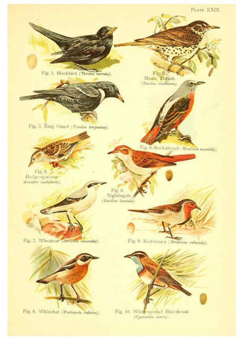 Reproducción/Reproduction 6021714941: A book of birds London,Sidney Appleton,1908