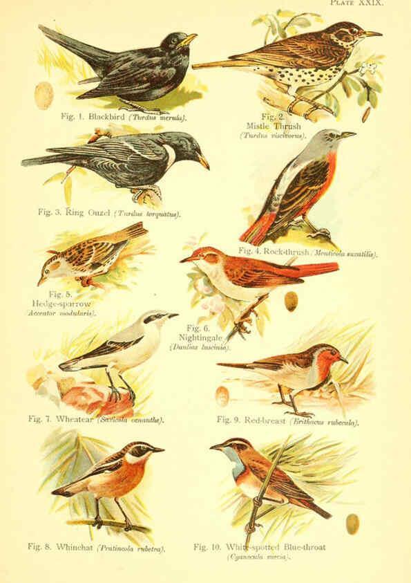 Reproducción/Reproduction 6021714941: A book of birds London,Sidney Appleton,1908