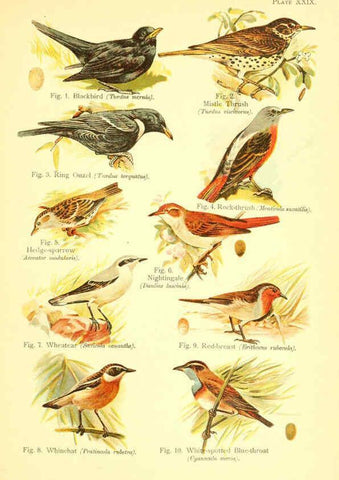 Reproducción/Reproduction 6021714941: A book of birds London,Sidney Appleton,1908