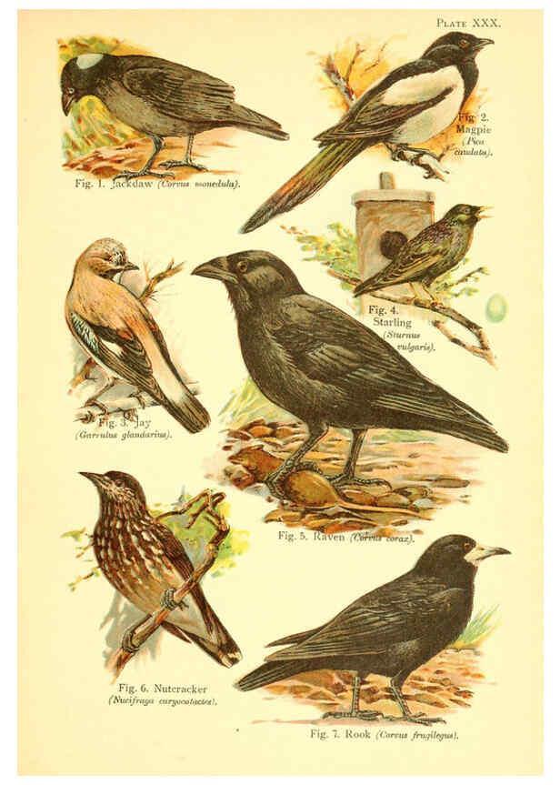 Reproducción/Reproduction 6022271126: A book of birds London,Sidney Appleton,1908