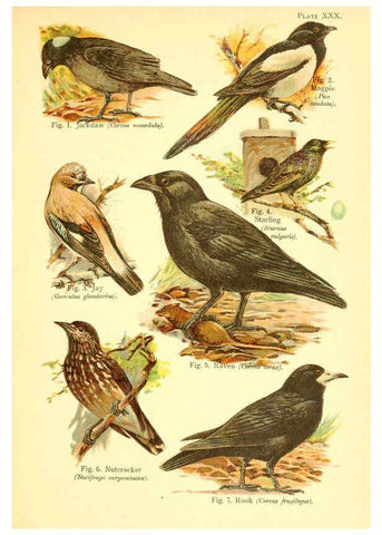 Reproducción/Reproduction 6022271126: A book of birds London,Sidney Appleton,1908