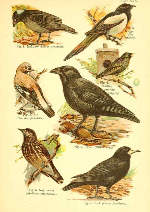Reproducción/Reproduction 6022271126: A book of birds London,Sidney Appleton,1908