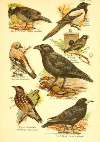 Reproducción/Reproduction 6022271126: A book of birds London,Sidney Appleton,1908