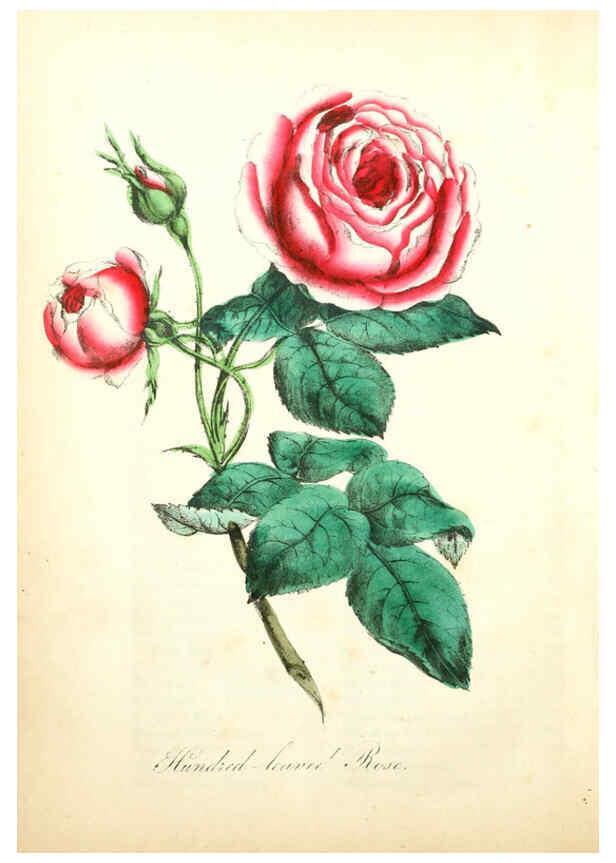 Reproducción/Reproduction 6022323888: The American flora. v.1 New York :Hull & Spencer,1855