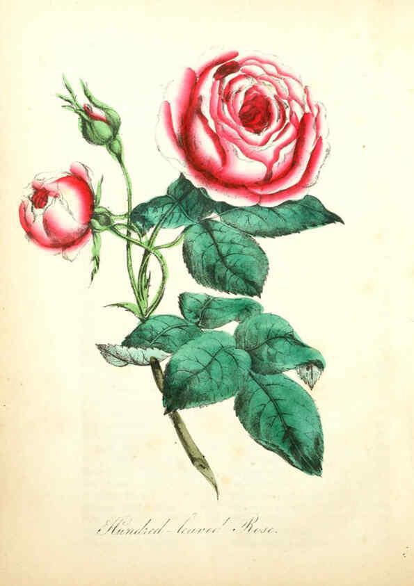 Reproducción/Reproduction 6022323888: The American flora. v.1 New York :Hull & Spencer,1855