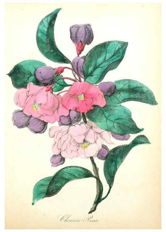 Reproducción/Reproduction 6022324444: The American flora. v.1 New York :Hull & Spencer,1855