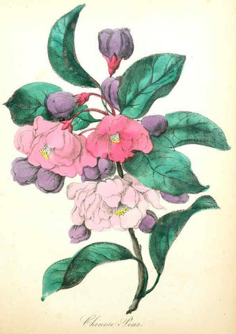 Reproducción/Reproduction 6022324444: The American flora. v.1 New York :Hull & Spencer,1855