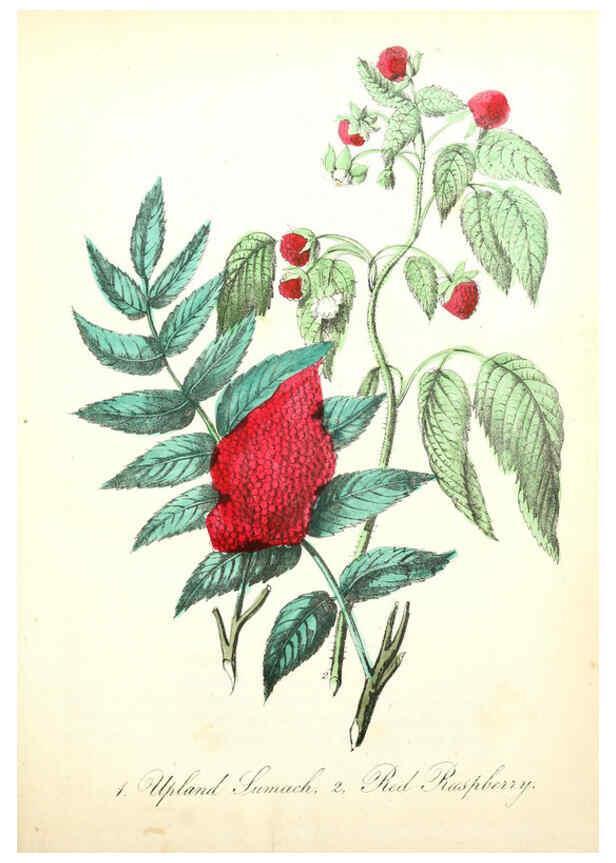 Reproducción/Reproduction 6021768831: The American flora. v.1 New York :Hull & Spencer,1855