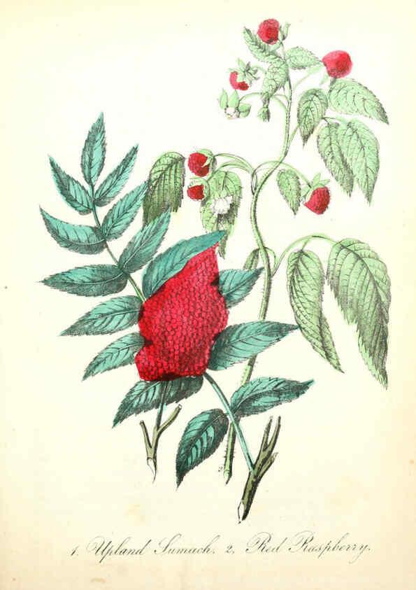 Reproducción/Reproduction 6021768831: The American flora. v.1 New York :Hull & Spencer,1855