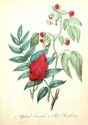 Reproducción/Reproduction 6021768831: The American flora. v.1 New York :Hull & Spencer,1855