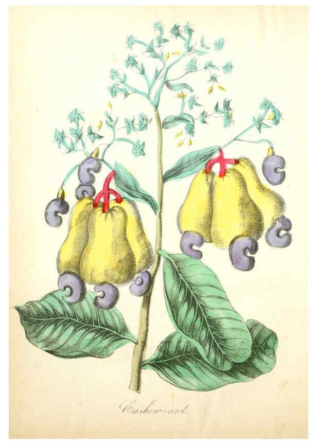 Reproducción/Reproduction 6021769211: The American flora. v.1 New York :Hull & Spencer,1855
