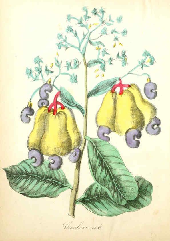 Reproducción/Reproduction 6021769211: The American flora. v.1 New York :Hull & Spencer,1855