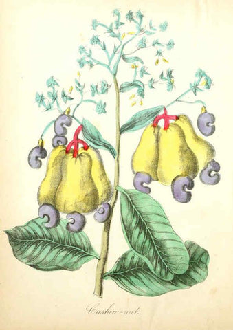 Reproducción/Reproduction 6021769211: The American flora. v.1 New York :Hull & Spencer,1855