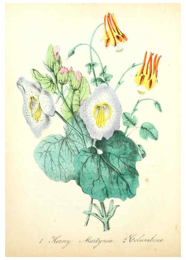 Reproducción/Reproduction 6022325604: The American flora. v.1 New York :Hull & Spencer,1855
