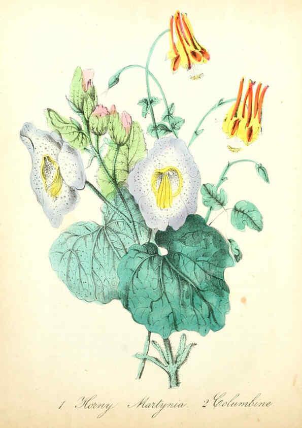 Reproducción/Reproduction 6022325604: The American flora. v.1 New York :Hull & Spencer,1855