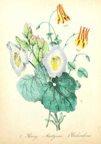 Reproducción/Reproduction 6022325604: The American flora. v.1 New York :Hull & Spencer,1855