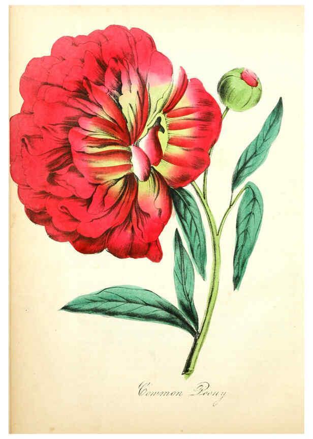 Reproducción/Reproduction 6022325850: The American flora. v.1 New York :Hull & Spencer,1855