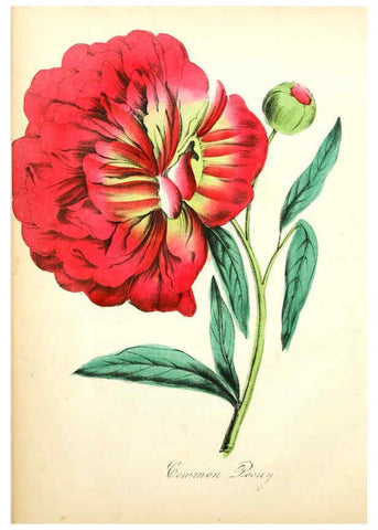 Reproducción/Reproduction 6022325850: The American flora. v.1 New York :Hull & Spencer,1855