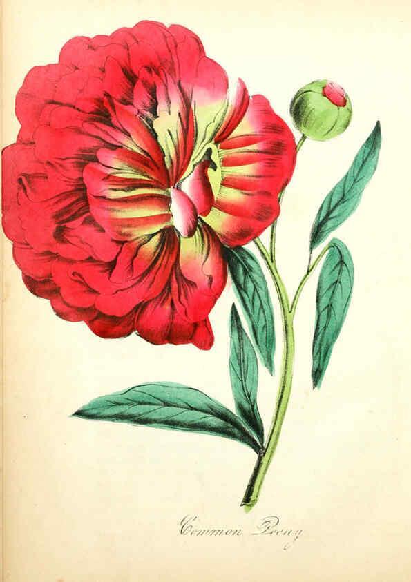 Reproducción/Reproduction 6022325850: The American flora. v.1 New York :Hull & Spencer,1855