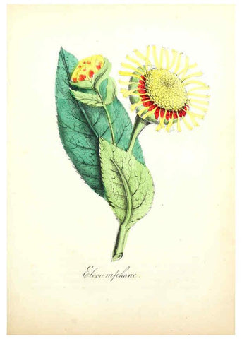 Reproducción/Reproduction 6021770849: The American flora. v.1 New York :Hull & Spencer,1855
