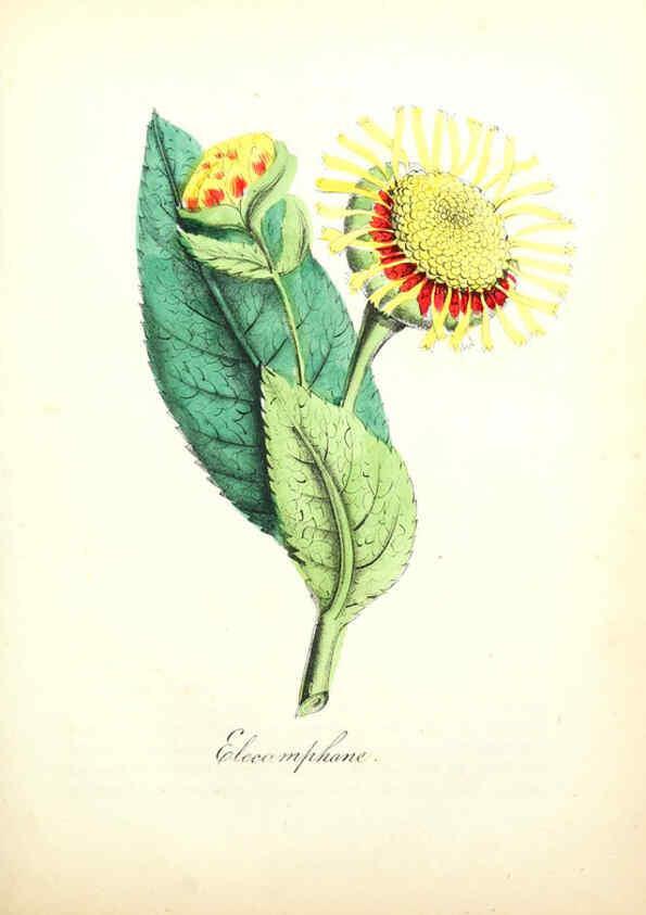 Reproducción/Reproduction 6021770849: The American flora. v.1 New York :Hull & Spencer,1855