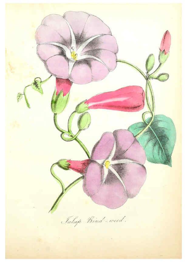 Reproducción/Reproduction 6022326828: The American flora. v.1 New York :Hull & Spencer,1855