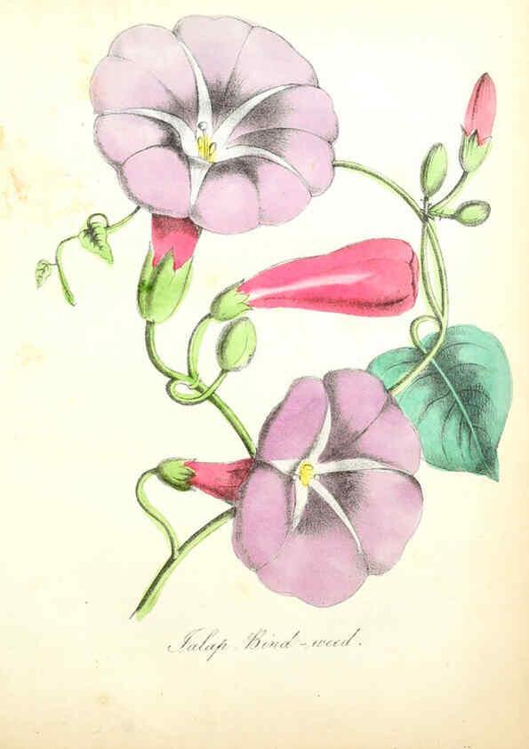 Reproducción/Reproduction 6022326828: The American flora. v.1 New York :Hull & Spencer,1855