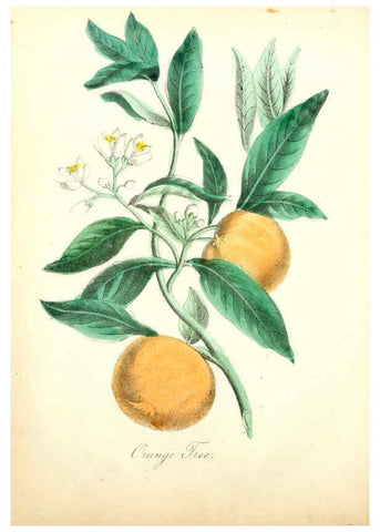 Reproducción/Reproduction 6022327482: The American flora. v.1 New York :Hull & Spencer,1855