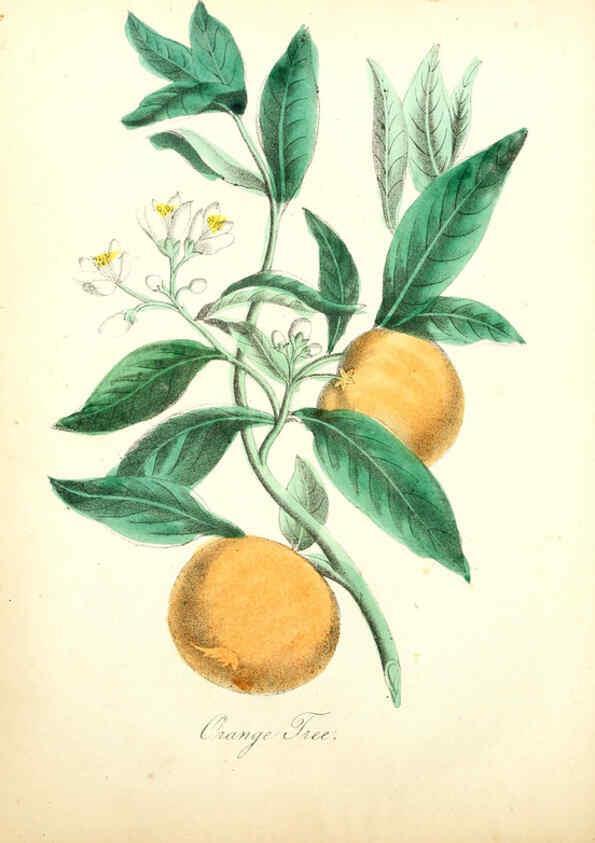 Reproducción/Reproduction 6022327482: The American flora. v.1 New York :Hull & Spencer,1855
