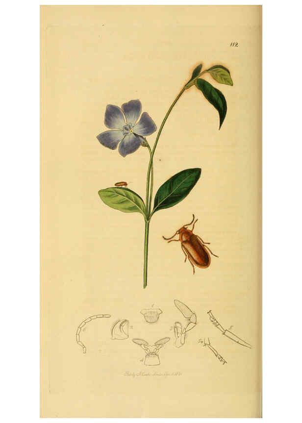 Reproducción/Reproduction 6022430142: British entomology. v.2 London,Printed for the author,1823-40